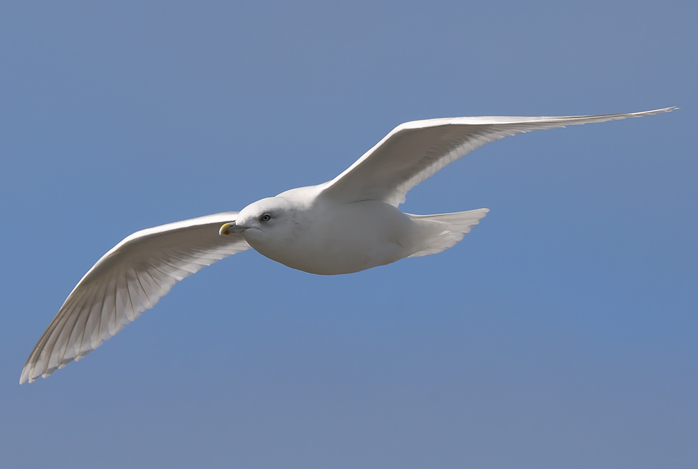 Kumlien's gull